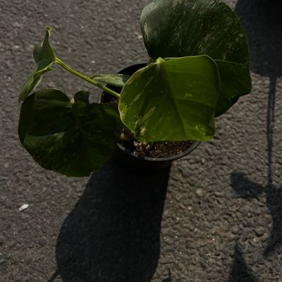 Variegated