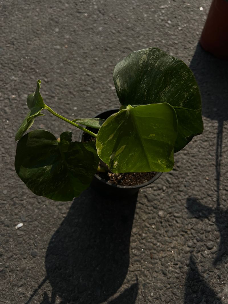 Variegated