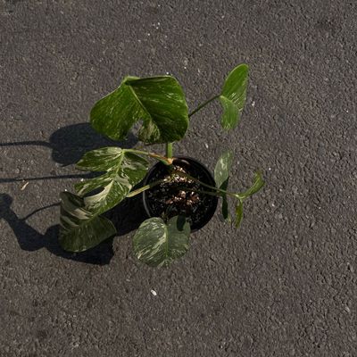 Variegated Milky White Monstera
