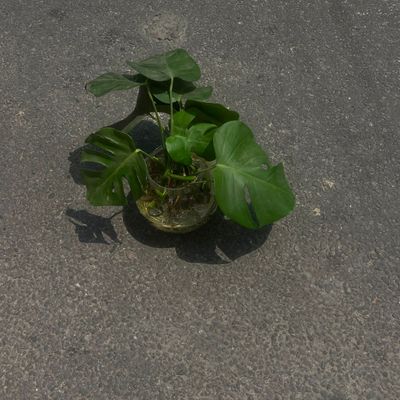 🌿 Monstera Deliciosa – Tropical Beauty for Your Space