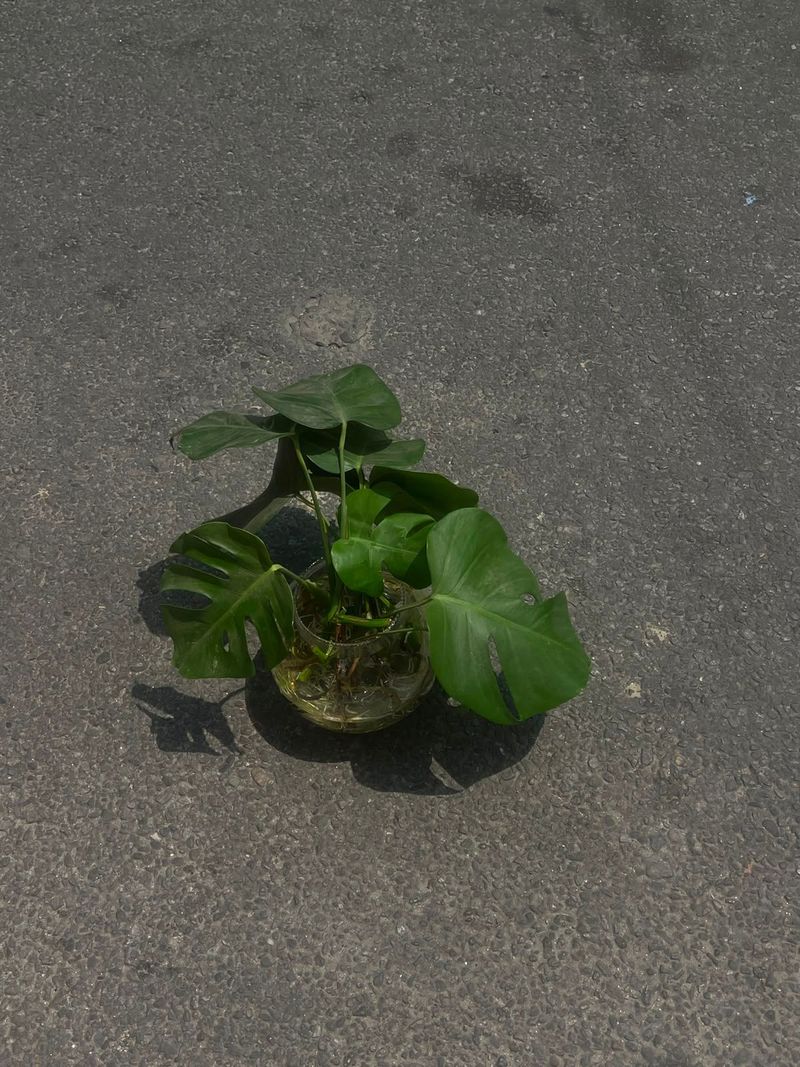 🌿 Monstera Deliciosa – Tropical Beauty for Your Space