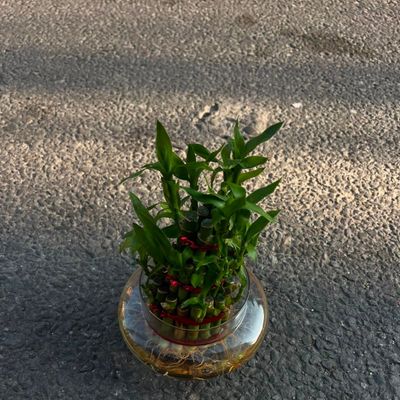 🎋 3 Layer Lucky Bamboo – Symbol of Luck & Positivity
