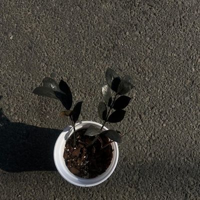 Zamioculcas zamiifolia 'Raven' (Raven ZZ Plant)