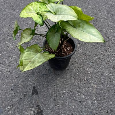Syngonium Arrowhead Plant