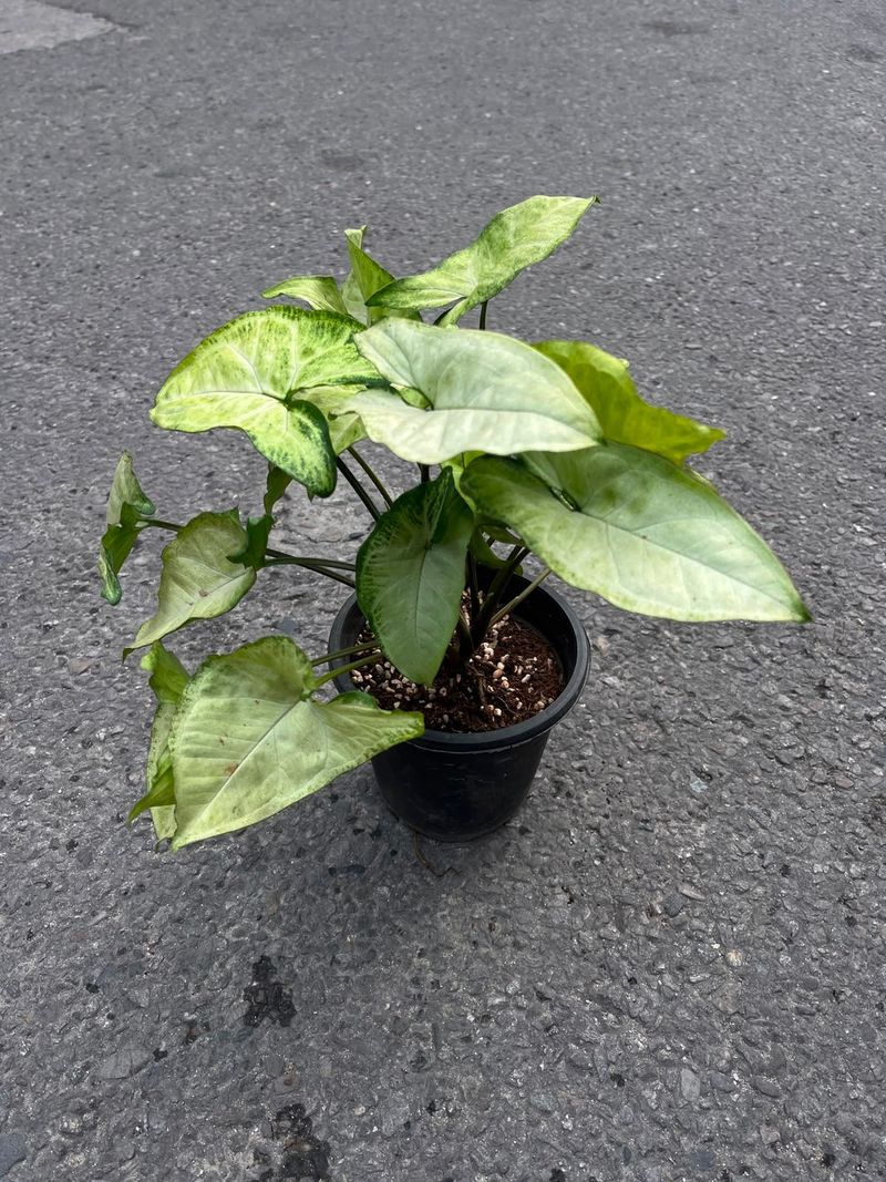 Syngonium Arrowhead Plant