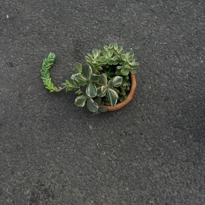 Variegated Succulent Garden