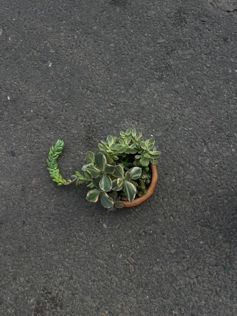 Variegated Succulent Garden