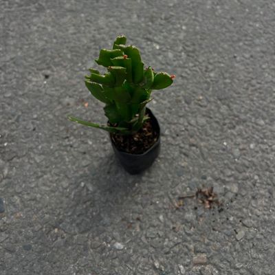 Variegated Succulent Collection