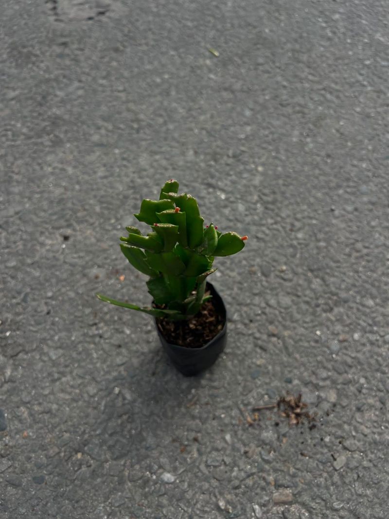 Variegated Succulent Collection