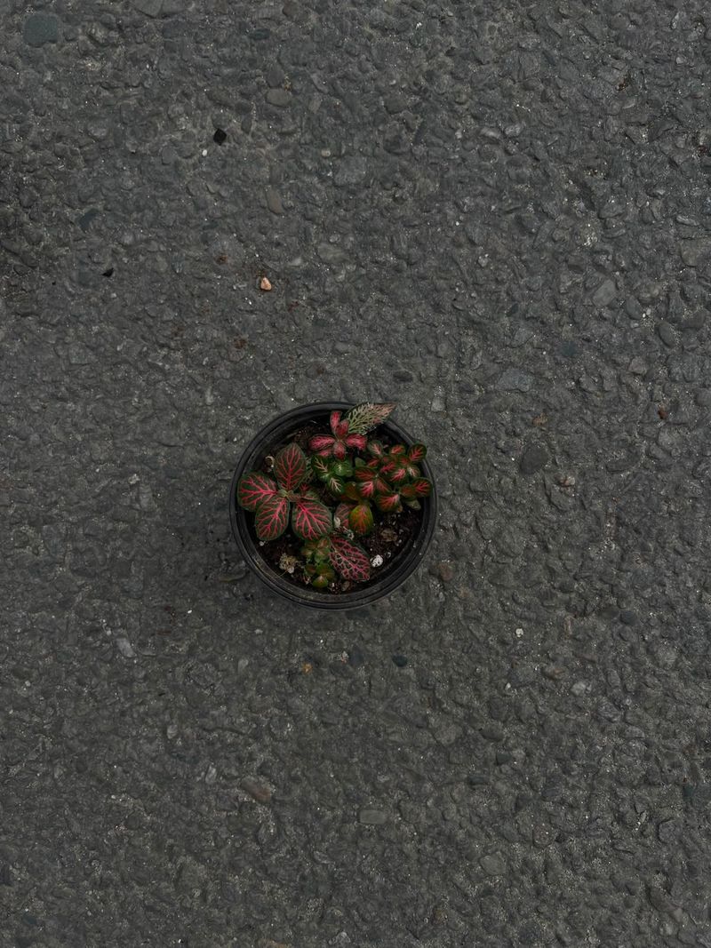 Fittonia (Nerve Plant)