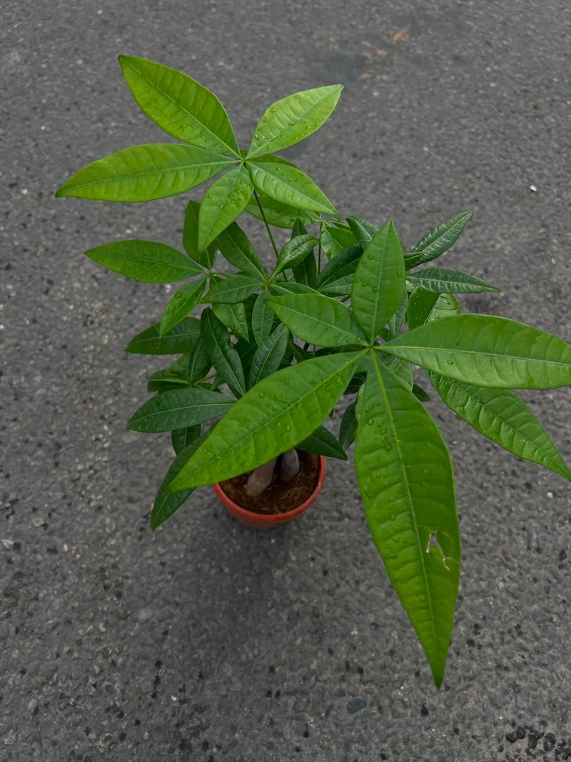 Money Tree (Pachira aquatica)