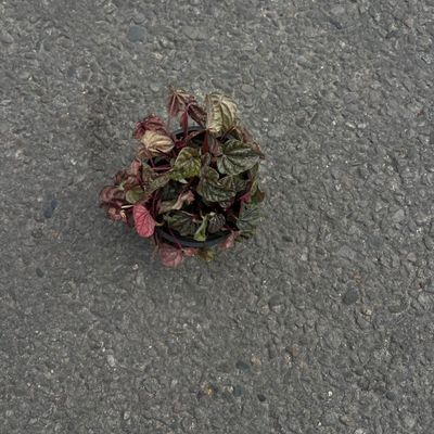 Ripple Peperomia (Peperomia Caperata) 🌿
