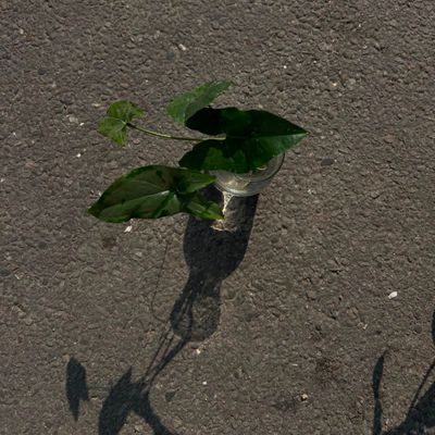 Syngonium (Arrowhead Plant)