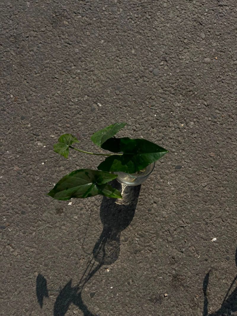 Syngonium (Arrowhead Plant)