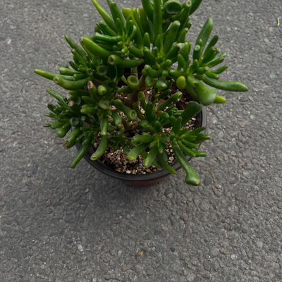 Jade Plant (Crassula ovata 'Gollum') 🌿