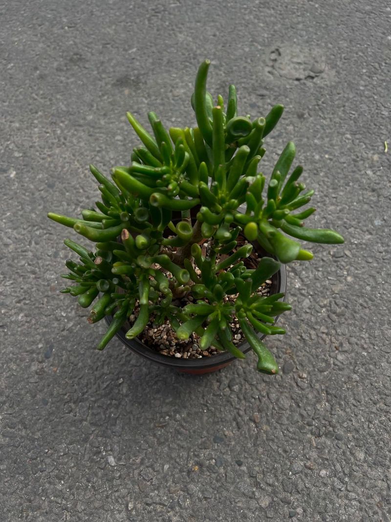 Jade Plant (Crassula ovata 'Gollum') 🌿
