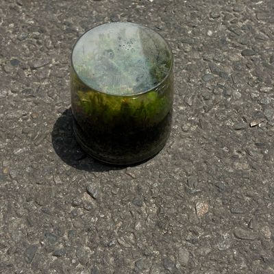 Moss Terrarium in Glass