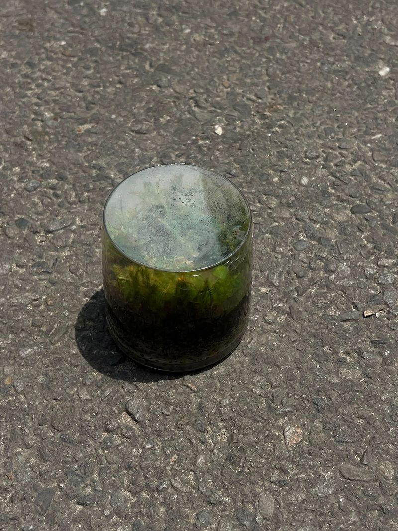 Moss Terrarium in Glass