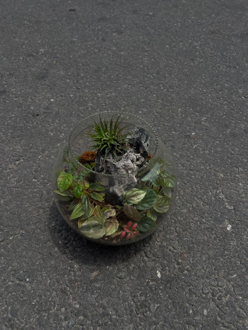 Glass Terrarium Garden