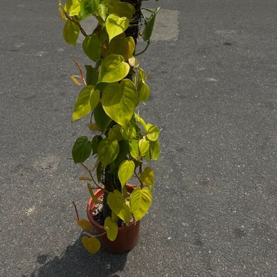 💚 Lemon Lime Philodendron