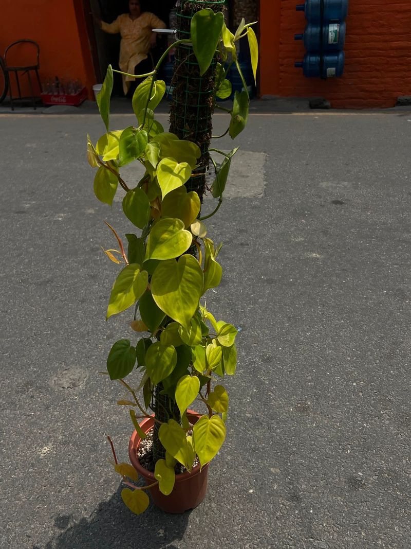 💚 Lemon Lime Philodendron