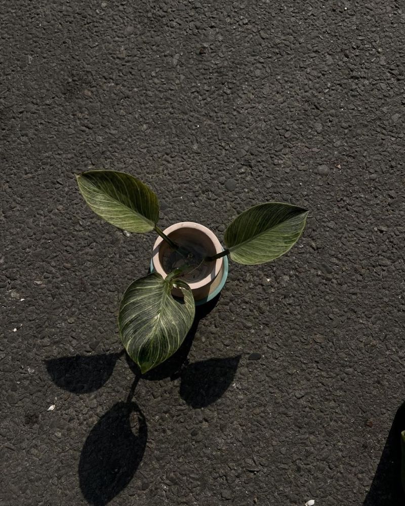 Philodendron Birkin