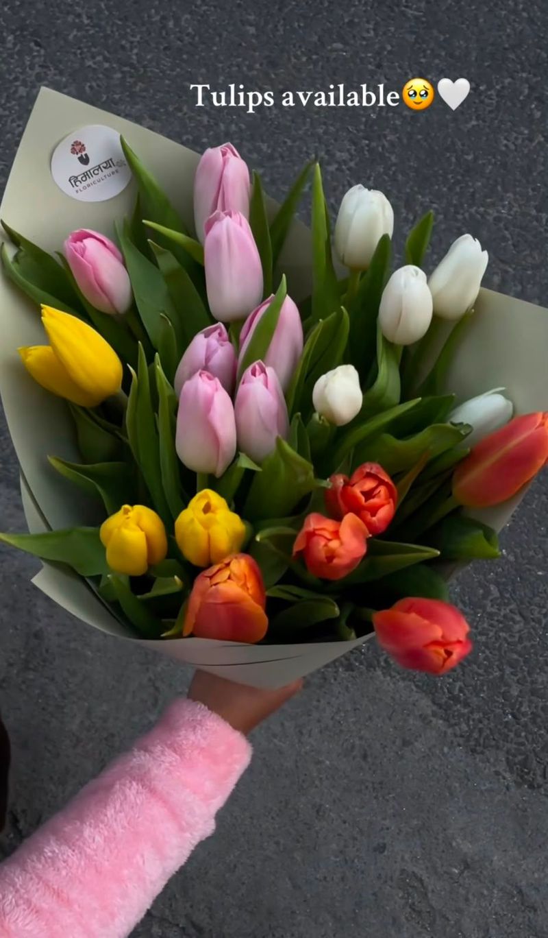 Sweet Serenity Tulips ✨