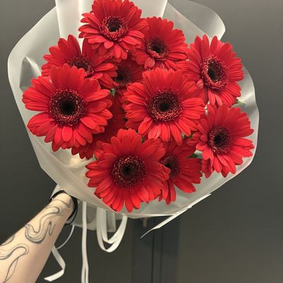 Red Gerbera Delight