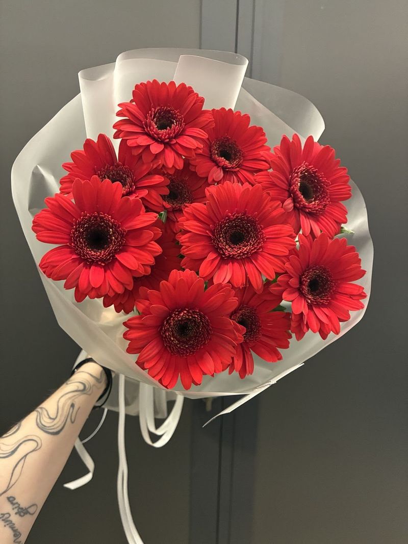 Red Gerbera Delight