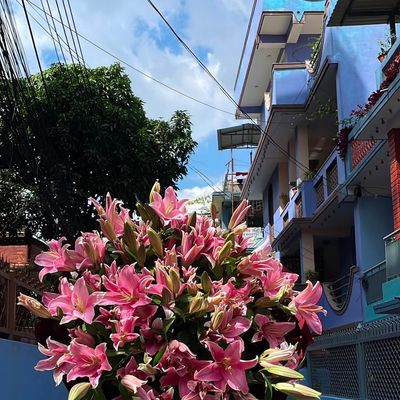 Pink Bloom 20