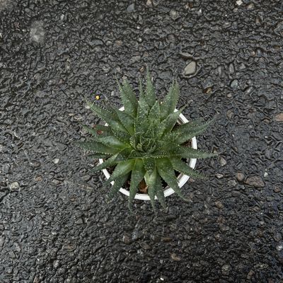 Zebra Plant 
