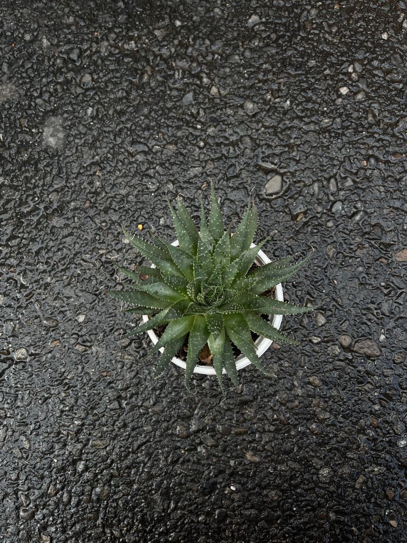 Zebra Plant 